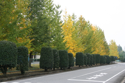 紅葉が始まったイチョウ並木の写真