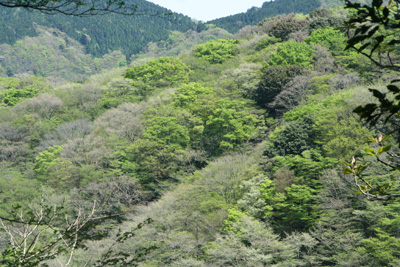 新緑の山腹の写真