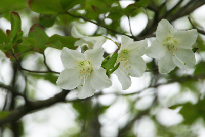 シロヤシオの花のアップの写真