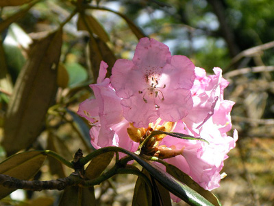 アマギシャクナゲの花を大きく写した写真