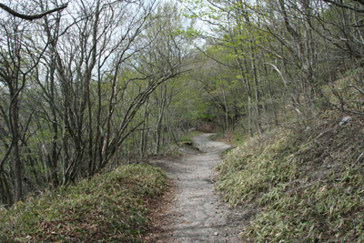 柔らかな緑が美しい登山道の写真