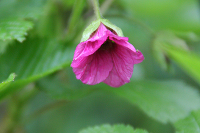 ベニバナイチゴの花の写真