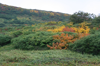 紅葉の写真