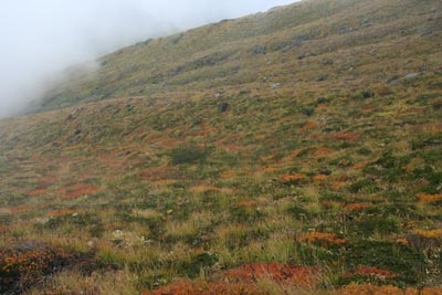 わずかに紅葉している山頂直下の山腹の写真