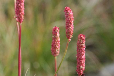 ナガボノアカワレモコウと思われる花の写真