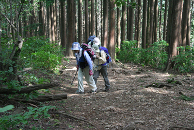 広くなって歩きやすい登山道を登っている写真