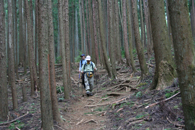 植林帯を下山している写真