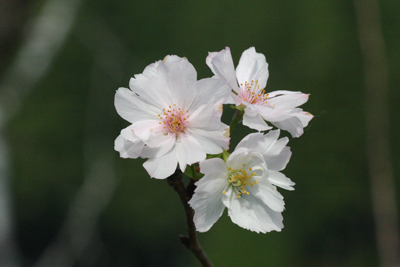 十月桜の写真