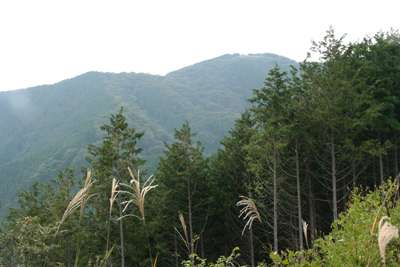 滝の平尾根から見た棒ノ折山の写真