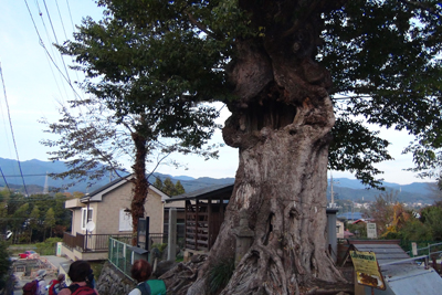 県指定天然記念物のムクノキの写真