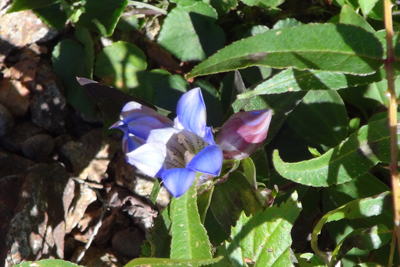 リンドウの花の写真