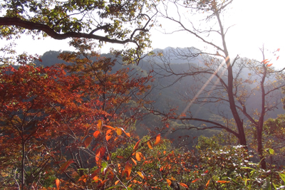 御前山付近の紅葉の写真