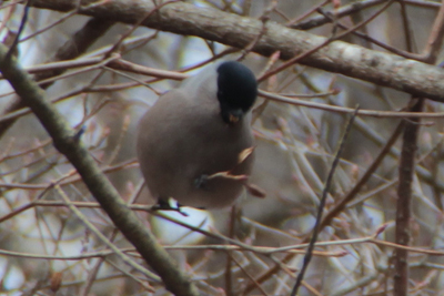 雌のウソの写真