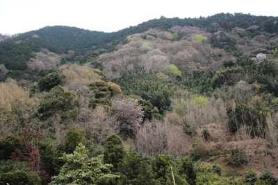 芽吹き始めた山腹の写真