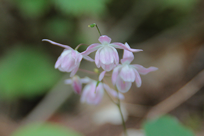 ピンク色のきれいな花の写真