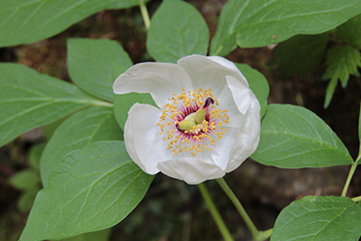 ヤマシャクヤクの花の写真