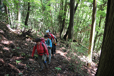 登山口から新緑の樹林帯を歩き始めた写真