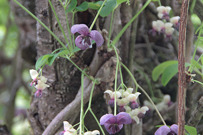 アケビの花の写真