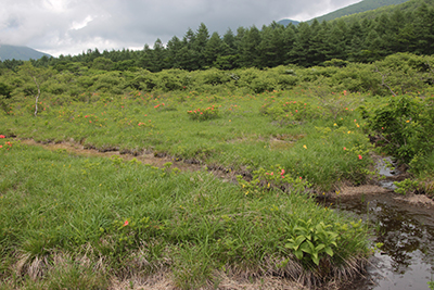 沼原湿原の写真