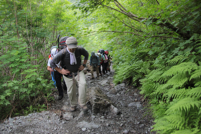 緑の木々の中、涸沢への登山道を登っている写真