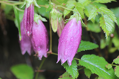 ヤマホタルブクロの花の写真