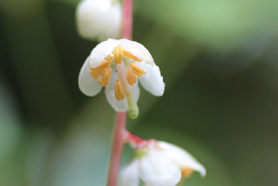 イチヤクソウの花の内部の写真