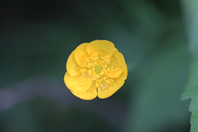 月のようなミヤマキンポウゲの花の写真