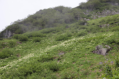 コバイケイソウのお花畑の写真