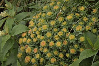 イワベンケイの花の写真