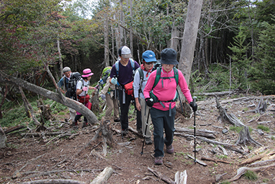 小金沢山山頂直下を歩いている写真