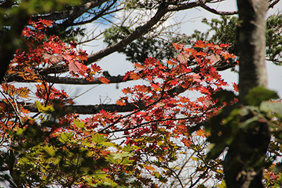 真っ赤に紅葉した楓の写真