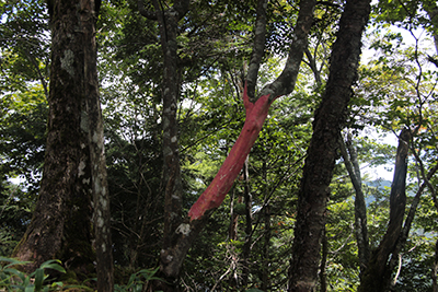 皮のむけた内部が真っ赤な木の写真