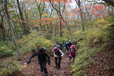 登山道脇の紅葉した木々の中を登っている写真