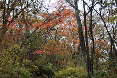 美しく紅葉した木々の写真