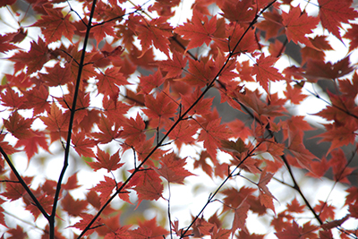 真っ赤に紅葉したカエデの写真