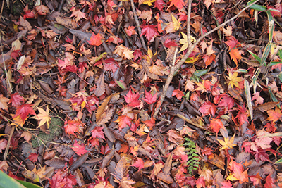 真っ赤に紅葉した落ち葉の写真