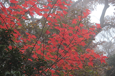 真っ赤に紅葉したカエデの写真