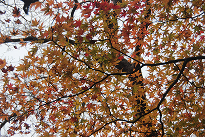 渋く紅葉したカエデの写真