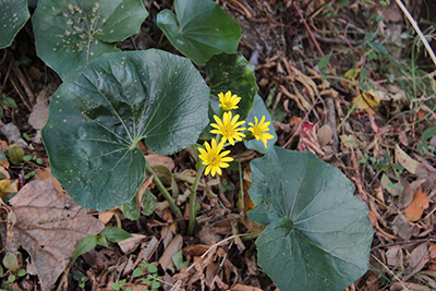 ツワブキの花の写真