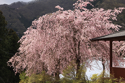 満開のしだれ桜の写真