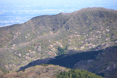 桜のたくさん咲いている山腹の写真