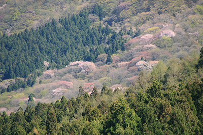 桜の咲く山腹を望遠で撮った写真