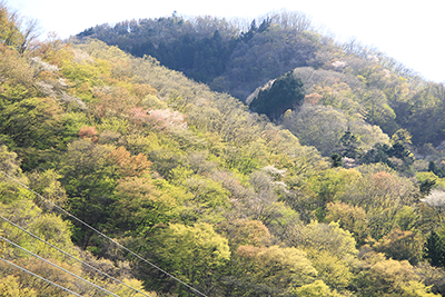 山笑う山腹の写真