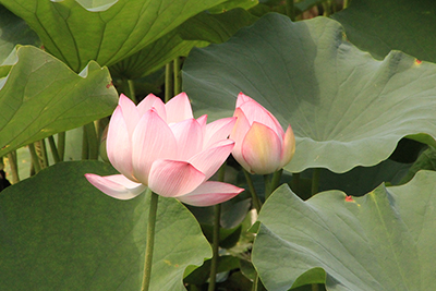 ハスの花の写真