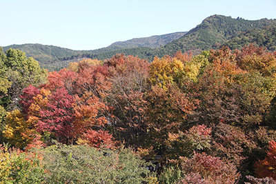 オートキャンプ場付近の紅葉の写真