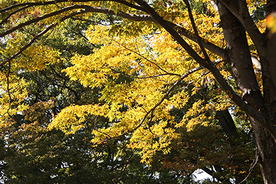 きれいな黄色に色づいた紅葉の写真