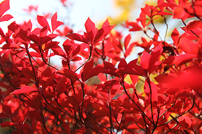 真っ赤に色づいたツツジの紅葉の写真