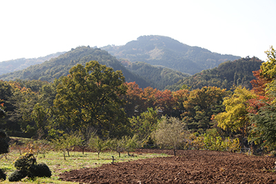 長瀞自然のみち付近から見た宝登山の写真