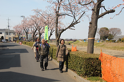 河津桜が咲く新方川に沿った道を歩いている写真