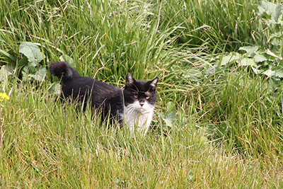 草むらでこちらをにらんでいる猫の写真